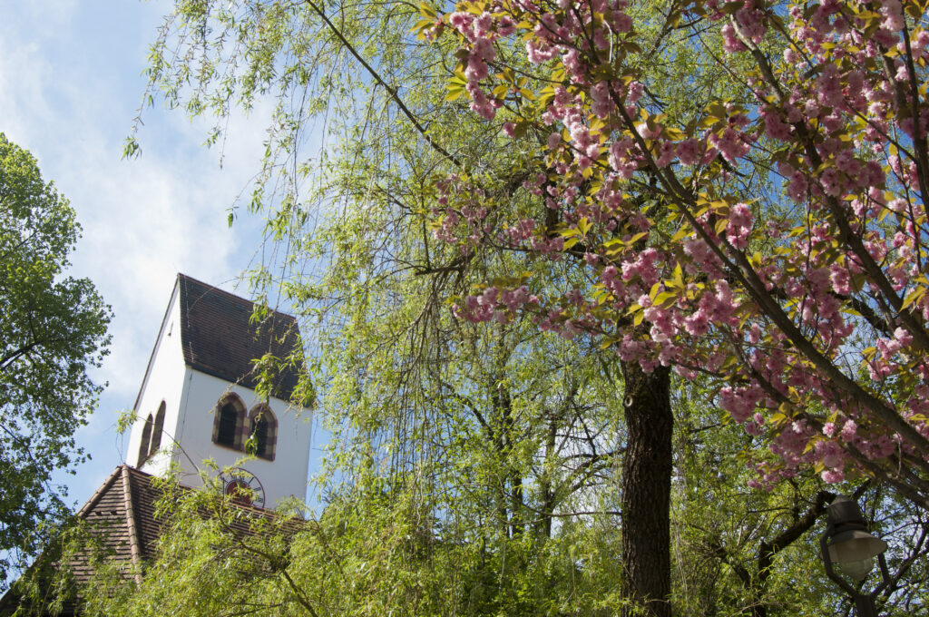 Immobilienmakler Gräfelfing: Ansicht einer historischen weißen Kirche mit rotem Ziegeldach und Turmuhr, eingerahmt von üppig blühenden rosa Kirschbäumen und frischem grünen Laub unter blauem Himmel im Frühling.